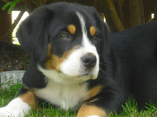 Dog outdoors