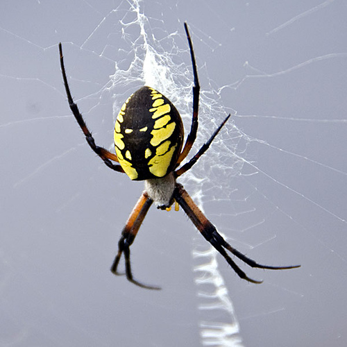 Spider on its web